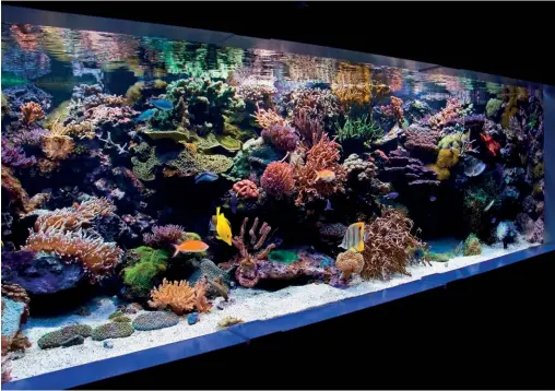 ?? ?? BELOW: Establishe­d reef tanks have a different ecology to new ones.