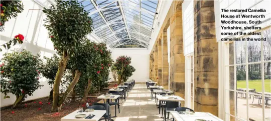  ?? ?? The restored Camellia House at Wentworth Woodhouse, South Yorkshire, shelters some of the oldest camellias in the world