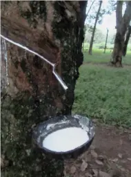  ??  ?? Old rubber tree, more than 50 years old, still yields plenty of latex, thanks to H288.