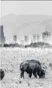  ??  ?? BISON – WITH BUILDINGS BEHIND Bison, also known as the American buffalo, are the most symbolic animals of the Great Plains. In this one scene, I can see the Rocky Mountains, my office, the clinic where I was treated for cancer and the wildlife that...