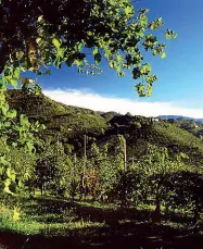  ??  ?? Patrimonio Unesco Le colline del Prosecco