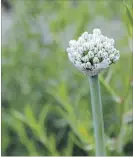  ??  ?? This pretty flower attracts questions — yes, it’s a regular cooking onion that started to sprout in spring, planted as a bulb.