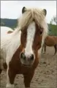  ?? (Photo doc DR) ?? Une vague de mutilation­s de chevaux, ânes ou poneys est observée depuis quelques semaines à l’échelle nationale.