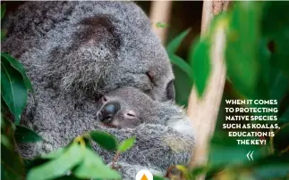  ??  ?? WHEN IT COMES TO PROTECTING NATIVE SPECIES SUCH AS KOALAS, EDUCATION IS THE KEY!