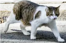  ??  ?? On the prowl: Larry in Downing Street this week