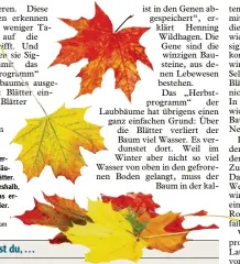  ?? Foto: akf stock.adobe.com , ?? Im Herbst verlieren Laubbäume ihre Blätter. Wieso, weshalb, warum – das erfährst du hier.