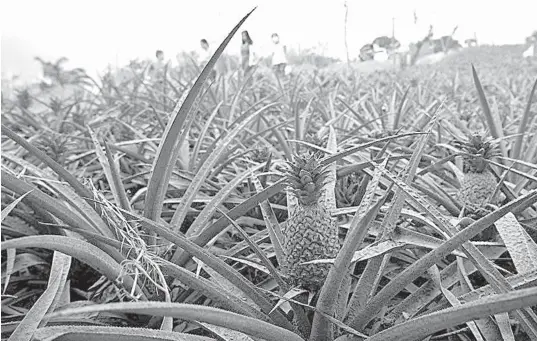  ??  ?? Residents affected by the eruption of Taal volcano walk past pineapples covered in ashes in Tagaytay City. AGENCE FRANCE PRESSE