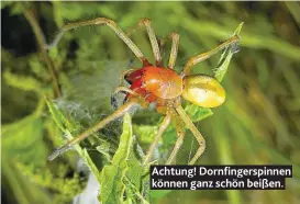  ??  ?? Achtung! Dornfinger­spinnen können ganz schön beißen.