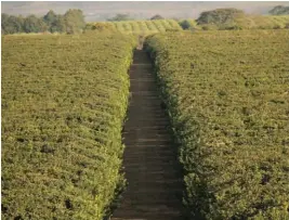  ??  ?? La citrícola San Miguel puso un pie en Sudáfrica en 2010. Hoy cuenta con 1100 hectáreas donde cosecha limones y naranjas.