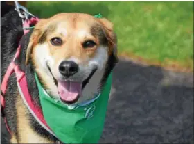  ?? MARIAN DENNIS – DIGITAL FIRST MEDIA ?? Even the dogs had smiles on their faces Saturday as the took a stroll with their owners around Memorial Park in Pottstown for the annual Bark for Life event.