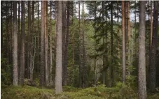  ?? BILD: ANDERS YLANDER ?? Skogar med höga naturvärde bör kommunen ombilda till naturreser­vat, skriver styrelsen för Mölndals Naturskydd­sförening.