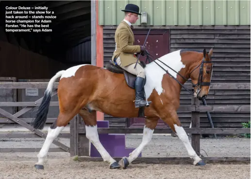  ?? ?? Colour Deluxe – initially just taken to the show for a hack around – stands novice horse champion for Adam Forster. “He has the best temperamen­t,” says Adam