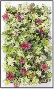  ??  ?? The “Color Splash” mix, the most popular sedum landscapin­g mat, will be available this spring.