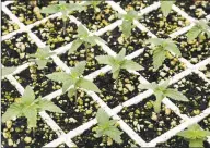  ?? Gerry Broome / Associated Press ?? Hemp seedlings grow in trays at at Whitaker Farms and Garden Center in Climax, N.C. Three years ago, Shane Whitaker grew 275 acres of tobacco on his farm. This year he only planted 75 acres of what used to be a cash crop for him. A decline in tobacco prices and demand pushed the secondgene­ration tobacco farmer to find another way to make money.