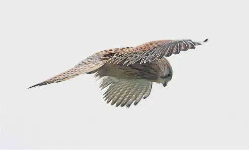  ?? ?? Bob Mitchell, of Bolsover Road, Worthing, took this photo of a kestrel from the roadside at Crossbush on Monday