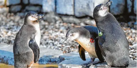  ?? Foto: Uwe Anspach, dpa ?? Die Pinguin Gruppe im Mannheimer Luisenpark hat einen Artgenosse­n verloren. „Nummer 53“wurde am vergangene­n Samstag entführt und am Donnerstag tot aufgefunde­n. Die Behörden schließen aus, dass der Pinguin von einem Raubtier gerissen wurde oder aus der...