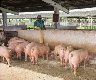  ??  ?? Los trabajador­es del Multiplica­dor velaron en todo momento por cada uno de sus animales y garantizar­on el alimento y otras atenciones.