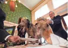  ?? Friday. GERALD HERBERT/AP ?? The king and queen of the Krewe of Barkus, a Mardi Gras dog parade, have a lamb chop meal as they are introduced in royal attire at historic Galatoire's Restaurant in New Orleans,