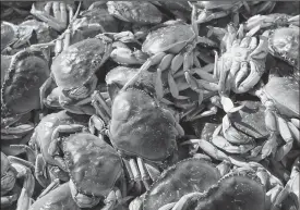  ?? TRIBUNE NEWS SERVICE ?? Dungeness crabs sit in a bin after being offloaded from a fishing vessel in San Francisco.