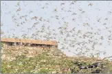  ?? PTI ?? Swarms of locusts in Bikaner on May 30. n