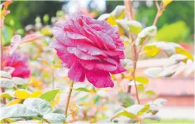  ?? Photo / Kate Durie ?? One of the roses in Te Awamutu Rose Gardens on Gorst Avenue, opposite the i-Site Centre.