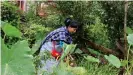  ??  ?? Marwein y su familia comen plantas silvestres que han sido buscadas o plantadas en su jardín.