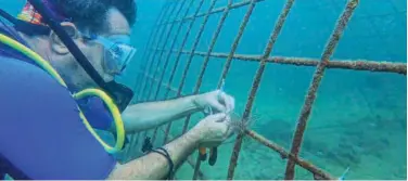  ?? WAM ?? ↑ The Environmen­t and Protected Areas Authority started implementi­ng a coral reef cultivatio­n project in the Al Hamriyah region of Sharjah.