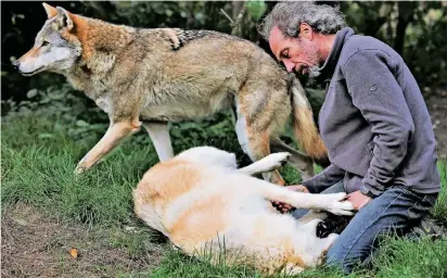  ?? FOTO: JIS ?? Jos de Bruin spielt in Sonsbeck mit Polarwolf Kiba, den er per Hand aufgezogen hat. Dahinter läuft Ukki vorbei, ein europäisch­er Wolf.