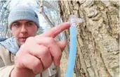  ?? WAYNE PARRY/AP ?? Ryan Hegarty, of Stockton University’s Maple Project, shows a tap he placed into a red maple tree Feb. 21 at the university’s campus in Galloway, N.J.