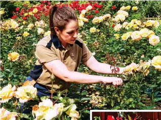  ??  ?? Heads of state: A gardener tends the roses, above. Right, leaves and berries create a winter posy