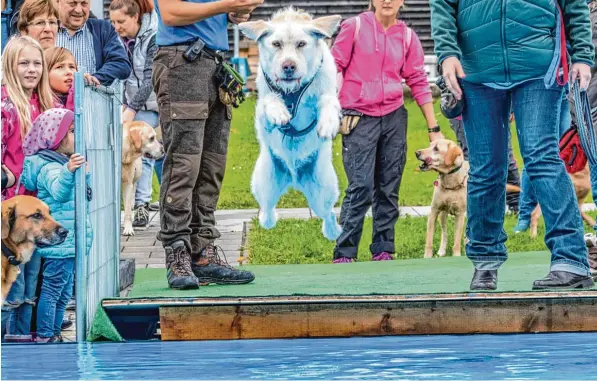  ?? Fotos: Michael Eichhammer ?? Viel geboten war am Wochenende im Familienba­d am Plärrer. Neu bei den Hundebadet­agen: die erste „Schwäbisch­e Dog Diving Meistersch­aft“.