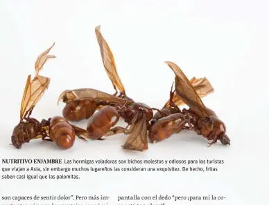  ??  ?? NUTRITIVO ENJAMBRE Las hormigas voladoras son bichos molestos y odiosos para los turistas que viajan a Asia, sin embargo muchos lugareños las consideran una exquisitez. De hecho, fritas saben casi igual que las palomitas.