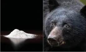  ??  ?? Do not mix … cocaine and bears. Composite: Getty Images