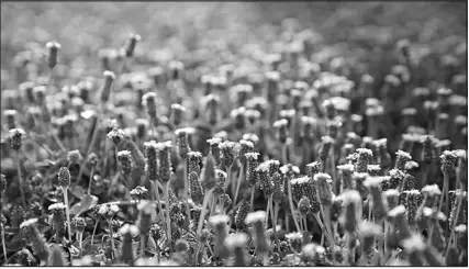  ?? WADE VANDEVORT PHOTOS ?? Kurapia, watered by a drip irrigation system, is shown at the UNR Extensions Botanic Gardens on Aug. 9. Besides being beautiful, Kurapia is a drought-resistant plant.