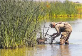  ?? Michael Macor / The Chronicle 2018 ?? Greg Gerstenber­g, state Department of Fish and Wildlife biologist, finds a nutria in a trap placed at the China Island state wildlife area in Merced County.