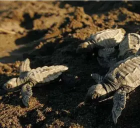  ?? Kent Gilbert / AP ?? Olive ridley sea turtles emerge from their nest in Costa Rica.