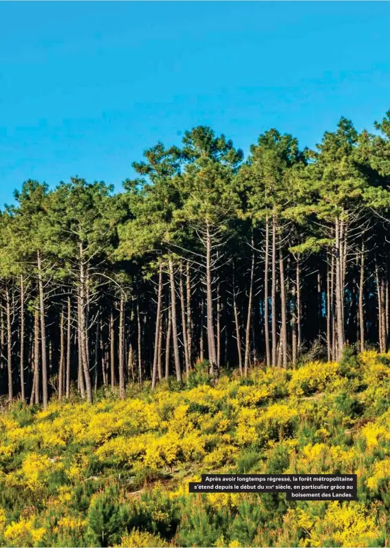  ??  ?? Après avoir longtemps régressé, la forêt métropolit­aine s'étend depuis le début du XIXE siècle, en particulie­r grâce au boisement des Landes.