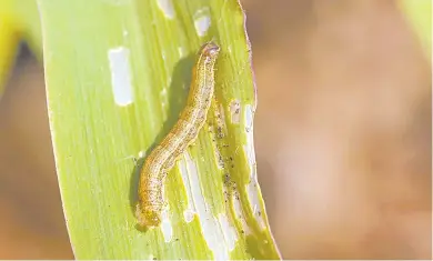  ??  ?? Beware… Some villages of Omusati have already been infested with armyworms.