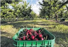  ?? PHOTO: TOURISM CENTRAL OTAGO
PHOTO: IRRIGATION­NZ ?? Above: Cherries in Central Otago would not be able to thrive without irrigation, which will be one of the hot topics at the upcoming conference.