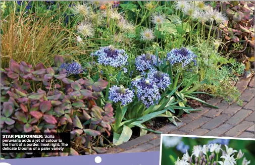  ??  ?? STAR PERFORMER: Scilla peruviana adds a jet of colour to the front of a border. Inset right: The delicate blooms of a paler variety