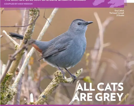  ??  ?? Grey Catbird, The Lizard, Cornwall, 21 October