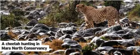  ?? ?? A cheetah hunting in Mara North Conservanc­y