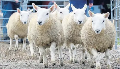  ?? Smith. ?? Laign auction mart North Country Cheviot lambs. Picture: Andrew