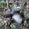  ?? LIANG ZHIQIANG / XINHUA ?? Yunnan snub-nosed monkey