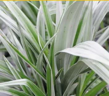  ??  ?? Broad silvery-leafed astelia is a slow-growing spiky plant good for creating a lively shape