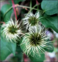  ??  ?? Clematis seed pods look like something out of Dr. Seuss.