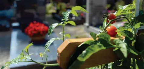  ??  ?? Diese Tomaten auf einem Grab lösten in Neuburg an der Donau Diskussion­en darüber aus, welche Bepflanzun­g einem Grab und einem Friedhof angemessen ist. Ein Streit, der kein Einzelfall ist.