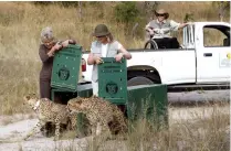  ?? Picture: John Swannell ?? PRESERVE: Princess Michael of Kent (right) with Lente Roode, from the Hoedspruit Endangered Species Centre, releases cheetahs back into the wild.