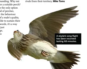  ??  ?? A skylark song flight has been recorded lasting 68 minutes.