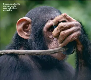  ??  ?? The cameras allow the scientists to get a closer look at how animals live